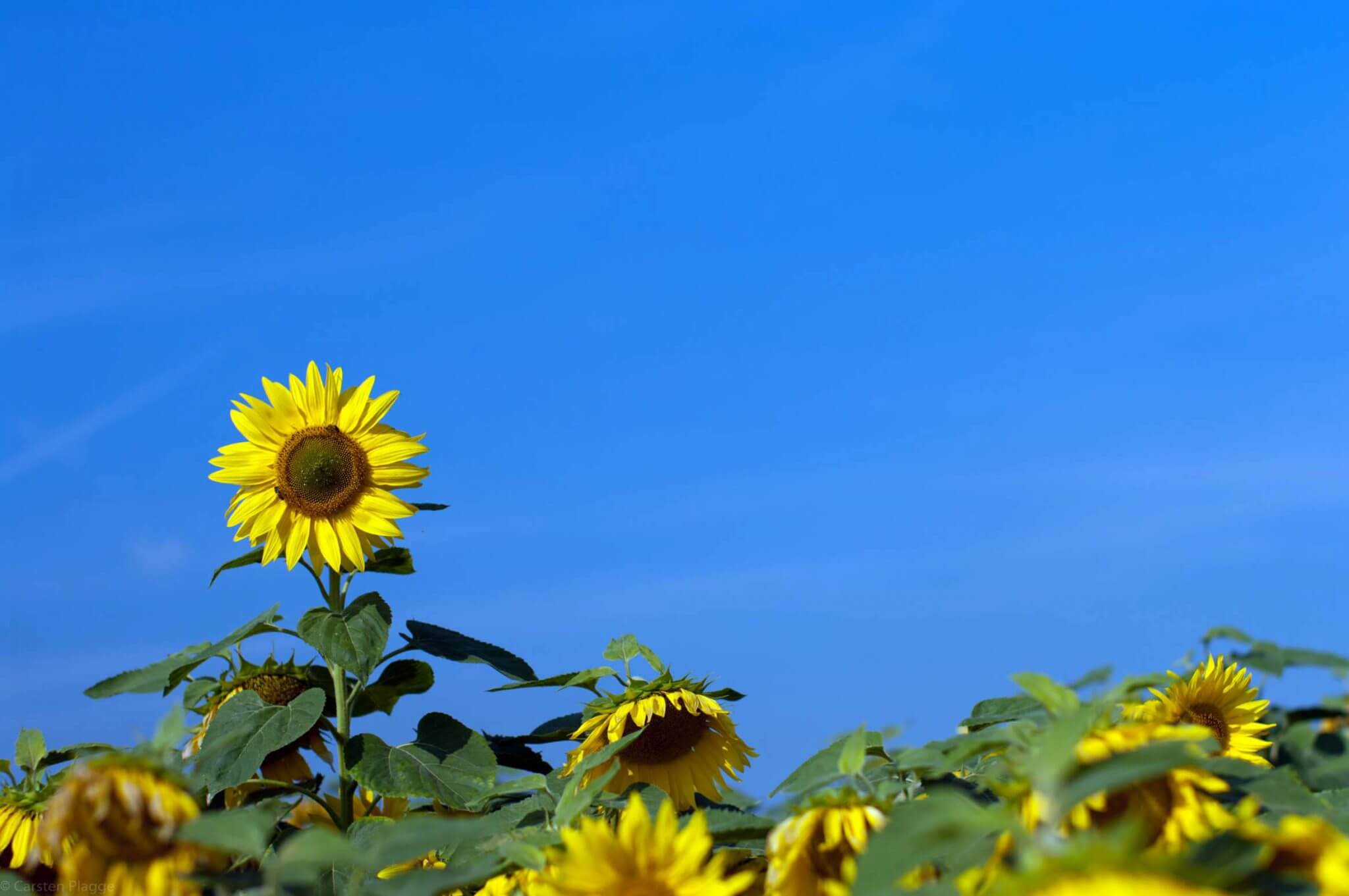 Herausragende Sonnenblume 235 Herausragende Sonnenblume