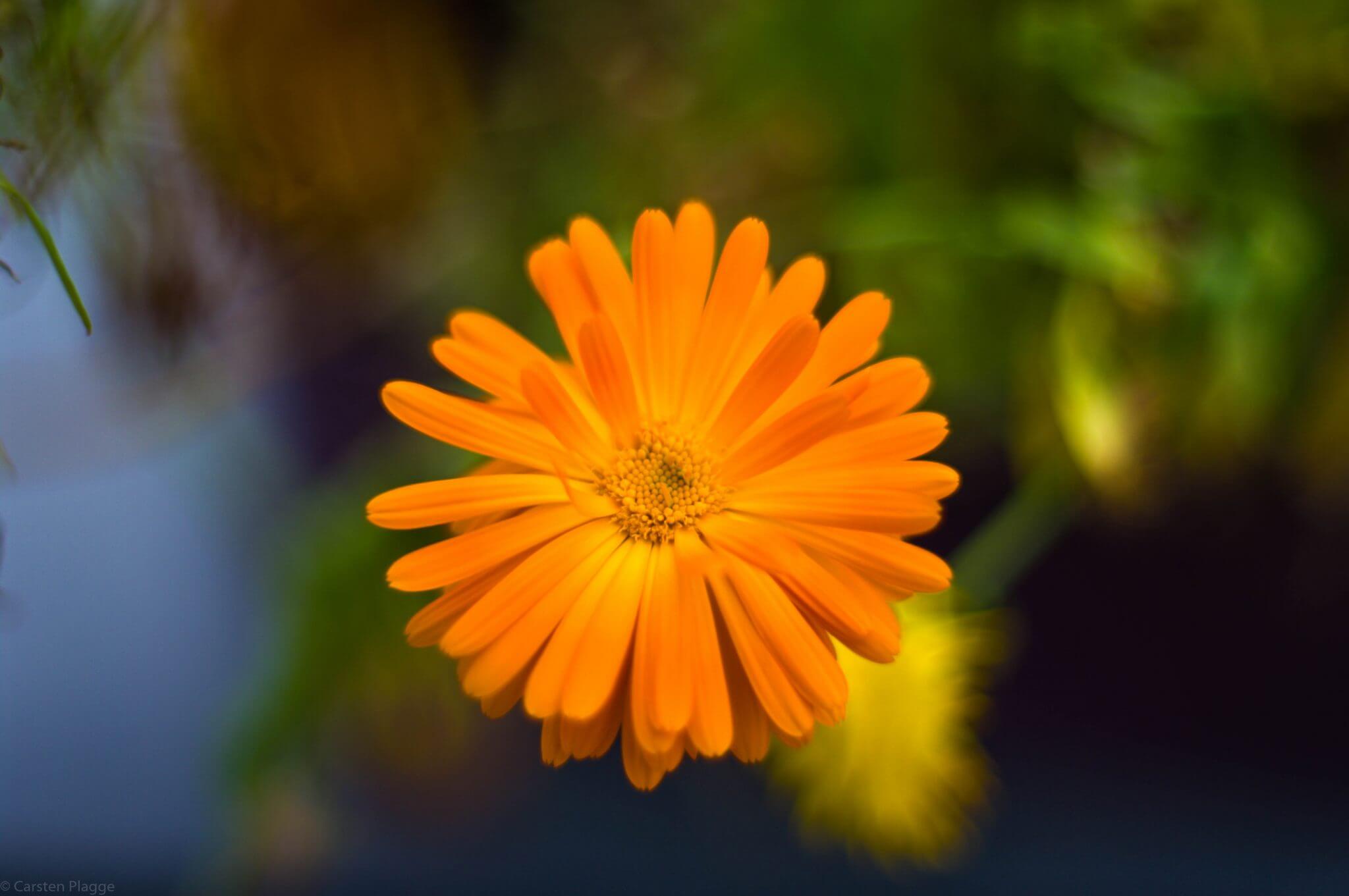 Orange 215 Orange