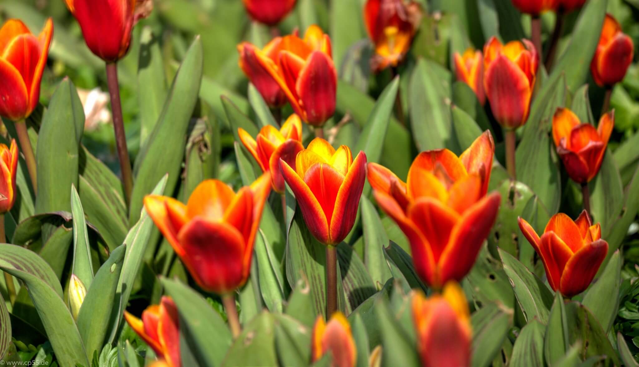 Tulpenwiese 247 Tulpenwiese