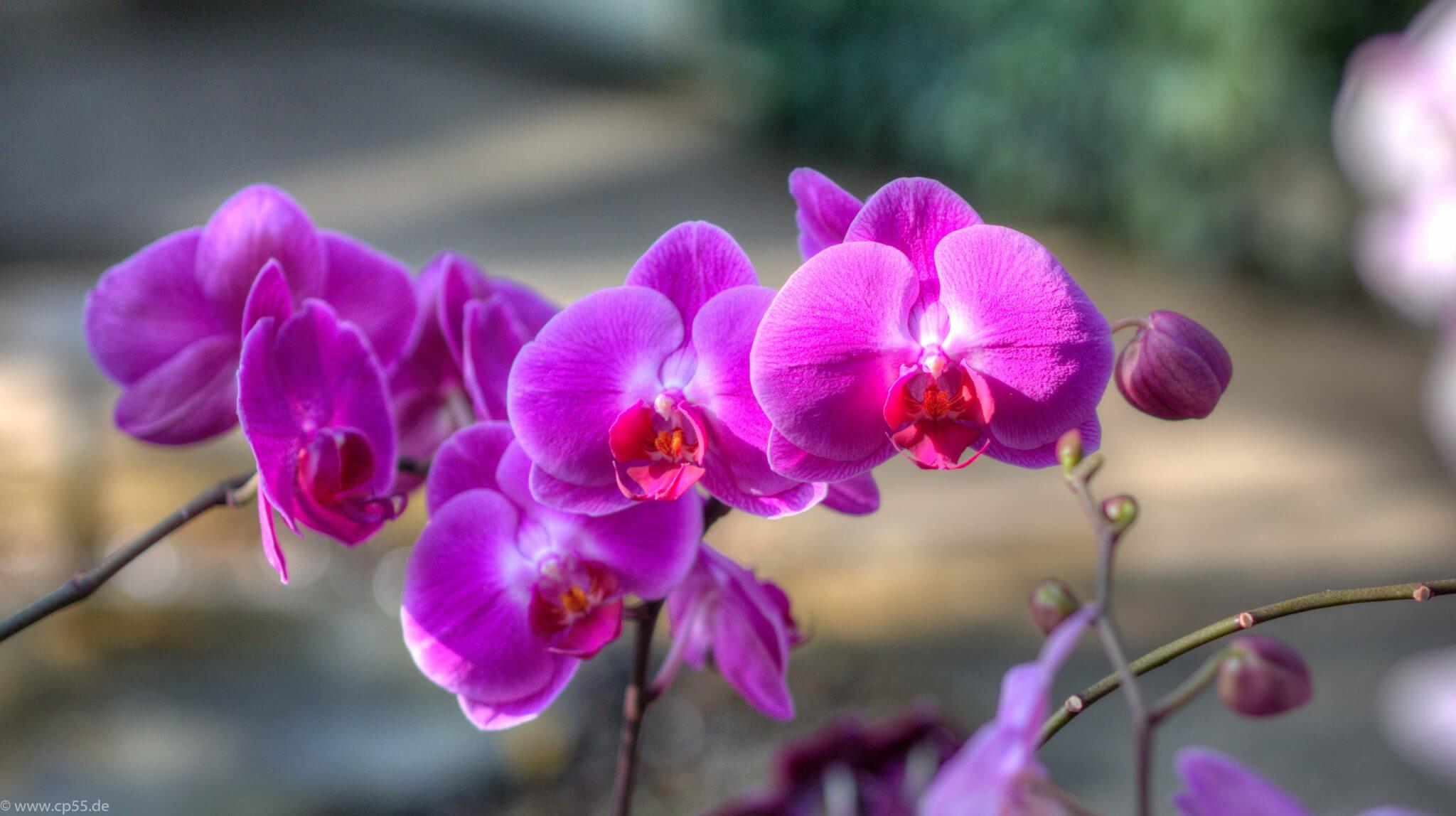 violette Orchidee 236 violette Orchidee