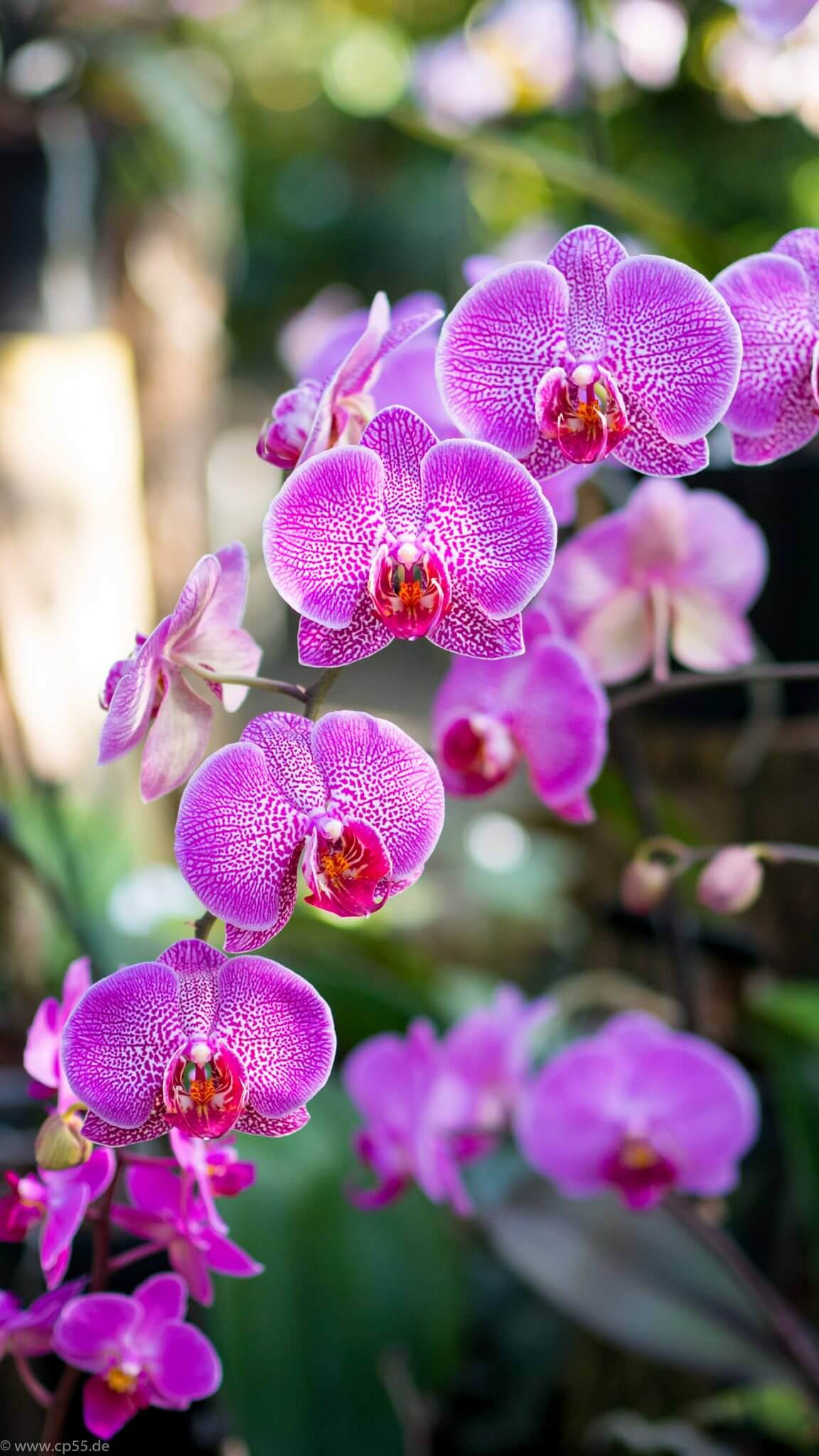 violette Orchidee
