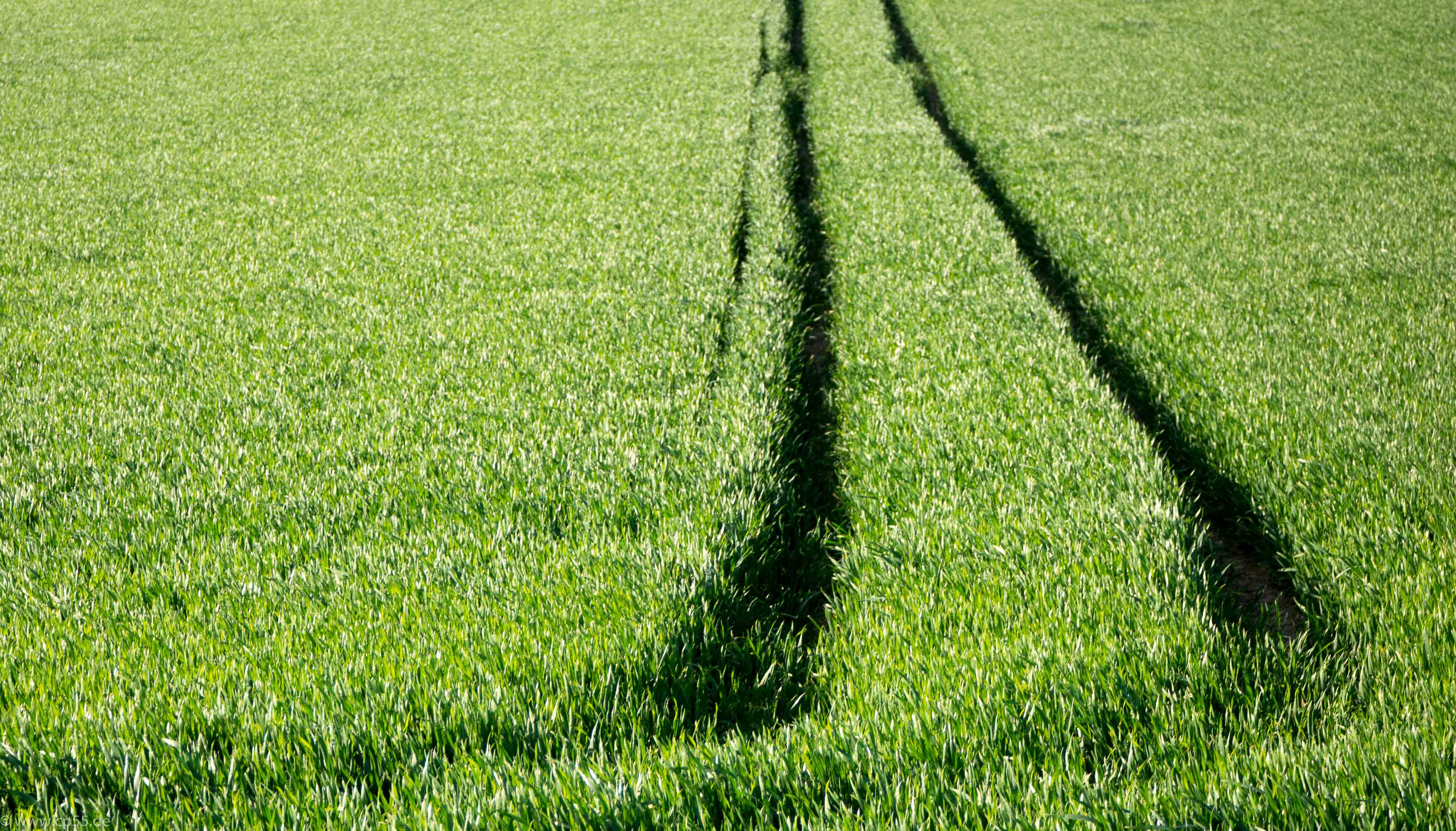 Spuren im Grün 255 Spuren im Grün