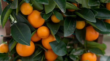 Orange Früchte