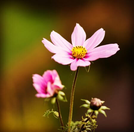 Blüten 157 568C11CF 9420 4B15 B39C BD00E739C756
