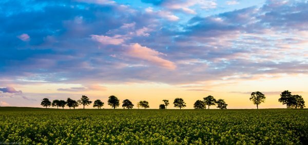Allee bei Werla 433 Sonnenuntergang
