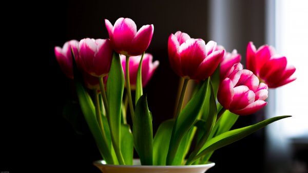 Tulpen 429 Rote Tulpen