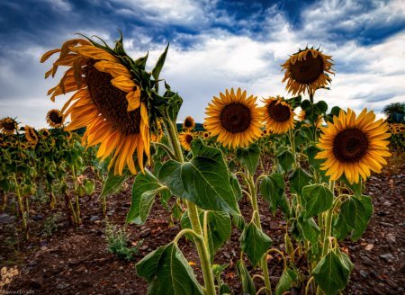 Sonnenblumen in HDR im Sommer 136 Sonnenblumenfeld HDR
