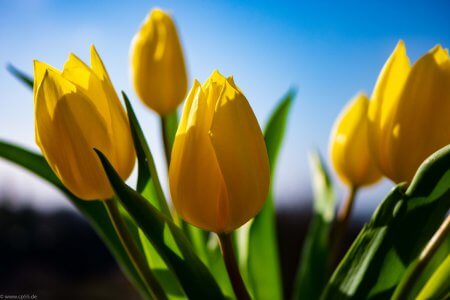 Der Frühling kann kommen 118 gelbe Tulpen blauer Himmel