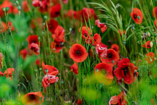 Mohn und Regen 345 Mohnfeld nach dem Regen