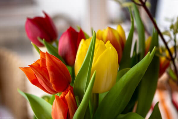 Tulpenfarben 316 Tulpen