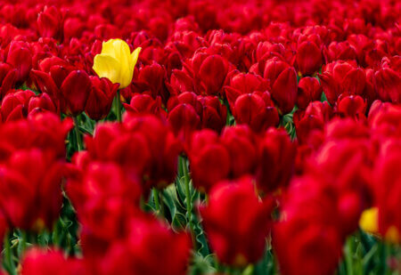 Tulpen 41 Eine Gelbe Tulpe
