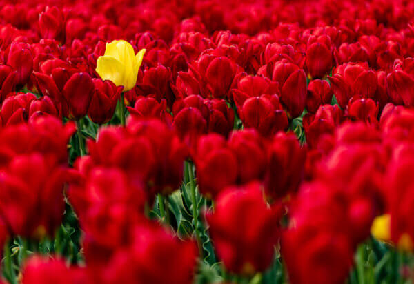 Tulpen 309 Eine Gelbe Tulpe