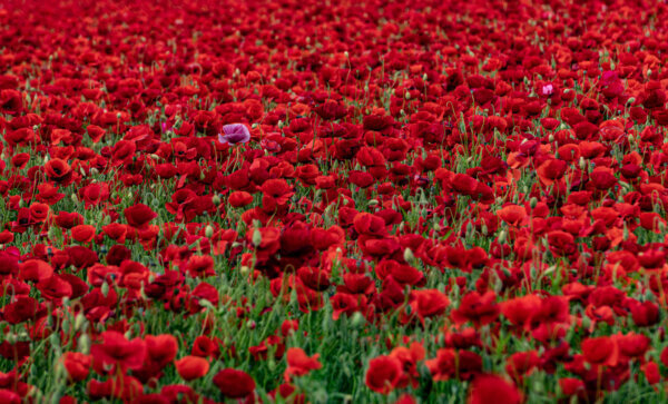 Mohn 306 Mohnfeld