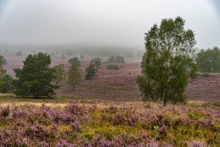 Heideblüte 26 Landschaft Heide Birke