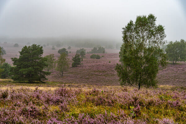 Heideblüte 294 Landschaft Heide Birke