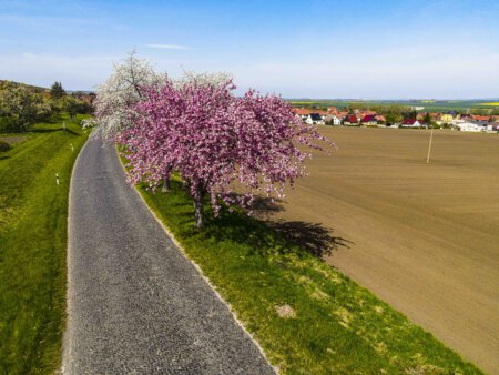 Kirschblüte am Huy 5 Kirschblüte Apfelblüte am Huy von Oben
