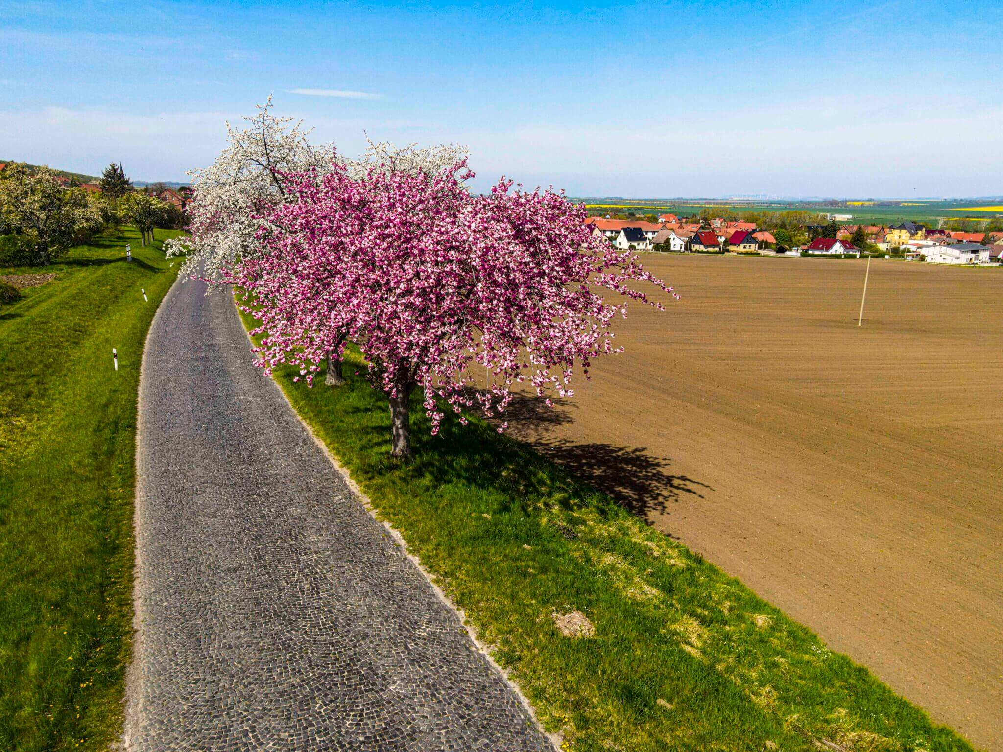 Kopfsteinpflaster und Kirschblüte 272 Kirschblüte Apfelblüte am Huy von Oben