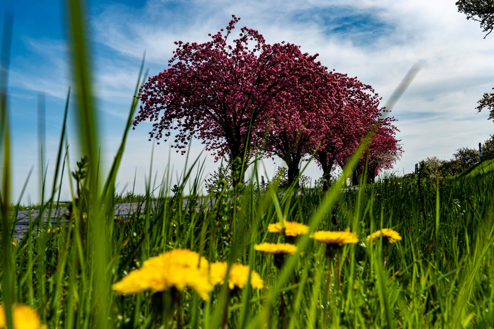 Kopfsteinpflaster und Kirschblüte 271 Kirschblüte am Huy - Grass