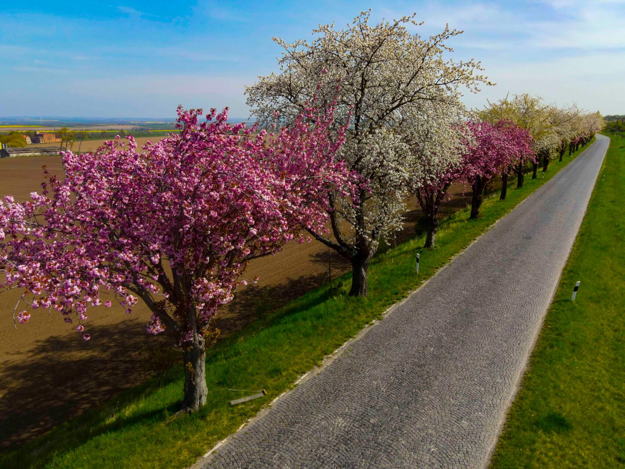 Kopfsteinpflaster und Kirschblüte 270 Kirschblüte am Huy von Oben