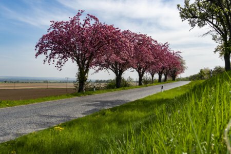 Kopfsteinpflaster und Kirschblüte 4 Kopfsteinpflaster unter Kirschblüten und Gras am Huy