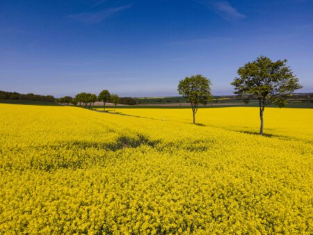 Raps an der Strasse und blauer Himmel 3 Raps an der Strasse und blauer Himmel