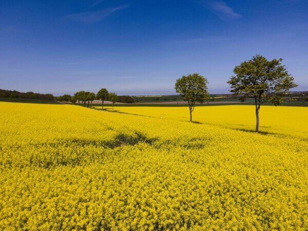 Raps an der Strasse und blauer Himmel 266 Raps an der Strasse und blauer Himmel