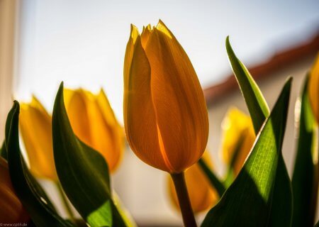 Gelbe Tulpe im gegenlicht