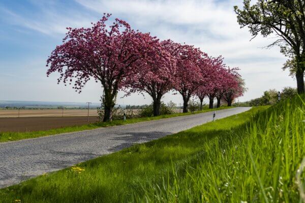 Kopfsteinpflaster unter Kirschblüten und Gras am Huy